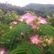자귀나무 꽃