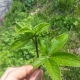 [오가피 새순]